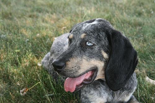 https://images.dog.ceo/breeds/bluetick/n02088632_349.jpg