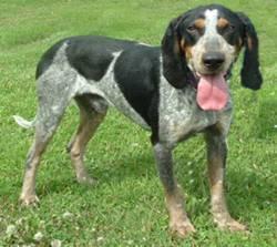 https://images.dog.ceo/breeds/bluetick/n02088632_353.jpg