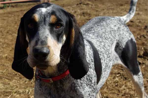 https://images.dog.ceo/breeds/bluetick/n02088632_3545.jpg