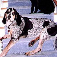 https://images.dog.ceo/breeds/bluetick/n02088632_3888.jpg