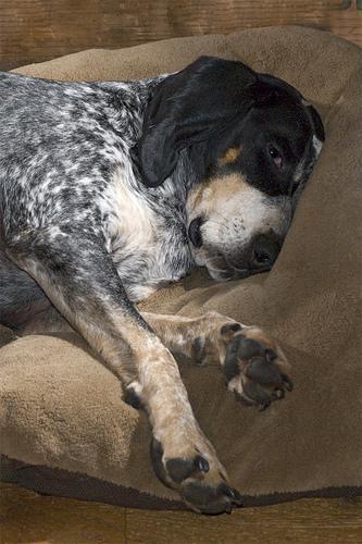 https://images.dog.ceo/breeds/bluetick/n02088632_3912.jpg