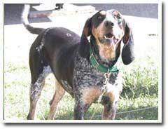 https://images.dog.ceo/breeds/bluetick/n02088632_3923.jpg