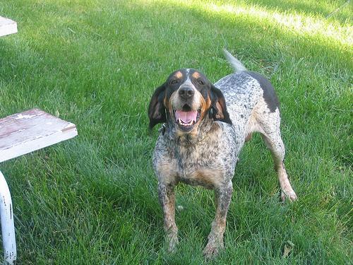 https://images.dog.ceo/breeds/bluetick/n02088632_4002.jpg