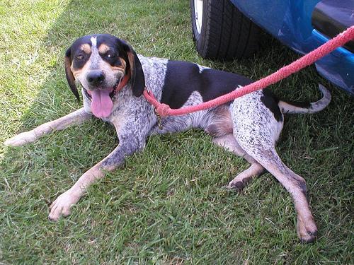 https://images.dog.ceo/breeds/bluetick/n02088632_401.jpg