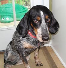 https://images.dog.ceo/breeds/bluetick/n02088632_4157.jpg