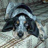 https://images.dog.ceo/breeds/bluetick/n02088632_4160.jpg