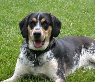 https://images.dog.ceo/breeds/bluetick/n02088632_419.jpg