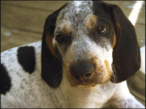 https://images.dog.ceo/breeds/bluetick/n02088632_4210.jpg