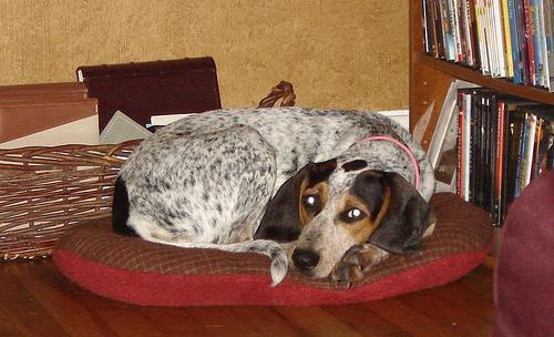 https://images.dog.ceo/breeds/bluetick/n02088632_4313.jpg