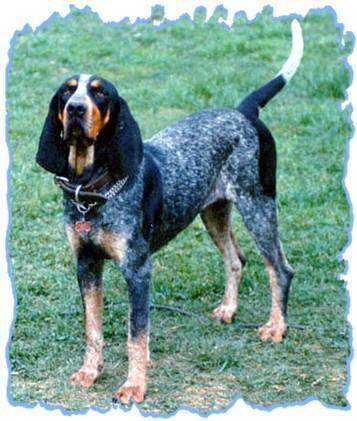 https://images.dog.ceo/breeds/bluetick/n02088632_4332.jpg