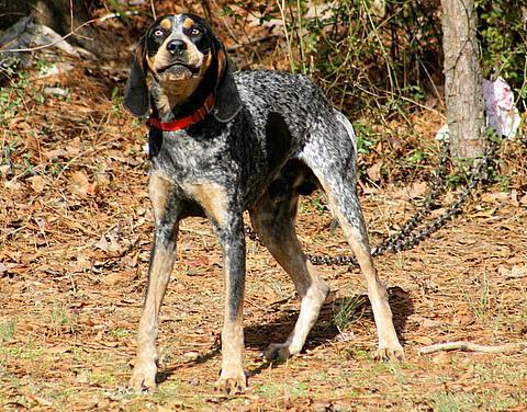 https://images.dog.ceo/breeds/bluetick/n02088632_4334.jpg