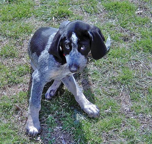 https://images.dog.ceo/breeds/bluetick/n02088632_4360.jpg