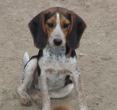 https://images.dog.ceo/breeds/bluetick/n02088632_4389.jpg