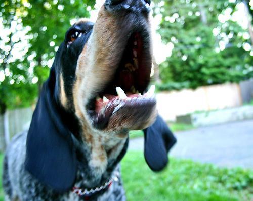 https://images.dog.ceo/breeds/bluetick/n02088632_4633.jpg