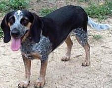 https://images.dog.ceo/breeds/bluetick/n02088632_4647.jpg