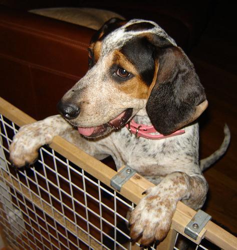 https://images.dog.ceo/breeds/bluetick/n02088632_562.jpg