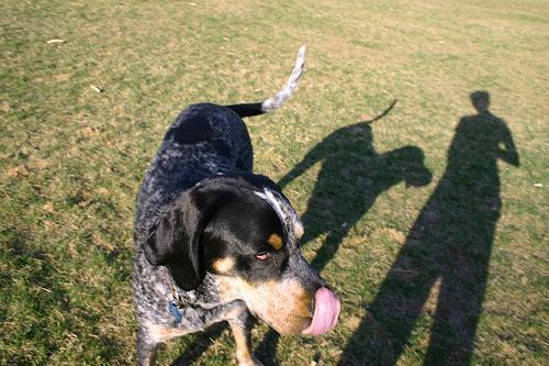 https://images.dog.ceo/breeds/bluetick/n02088632_610.jpg