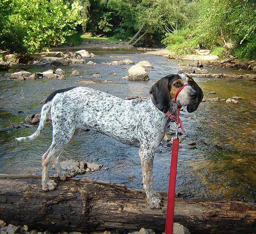 https://images.dog.ceo/breeds/bluetick/n02088632_679.jpg