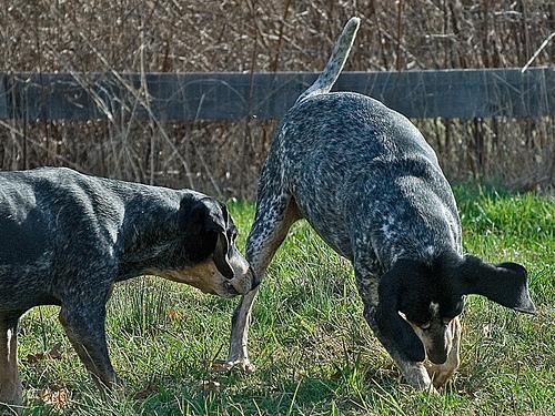 https://images.dog.ceo/breeds/bluetick/n02088632_686.jpg