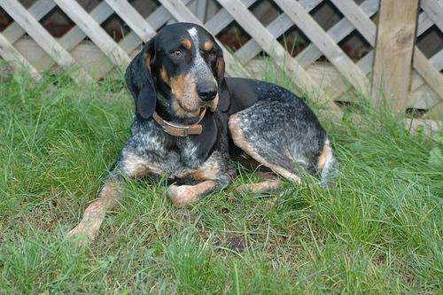 https://images.dog.ceo/breeds/bluetick/n02088632_70.jpg