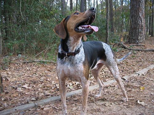 https://images.dog.ceo/breeds/bluetick/n02088632_744.jpg