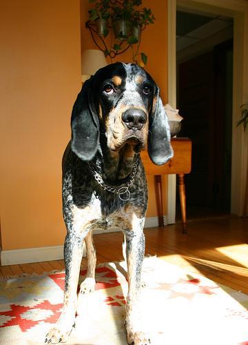 https://images.dog.ceo/breeds/bluetick/n02088632_793.jpg