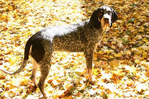 https://images.dog.ceo/breeds/bluetick/n02088632_819.jpg