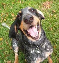 https://images.dog.ceo/breeds/bluetick/n02088632_834.jpg