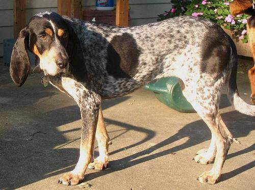 https://images.dog.ceo/breeds/bluetick/n02088632_87.jpg