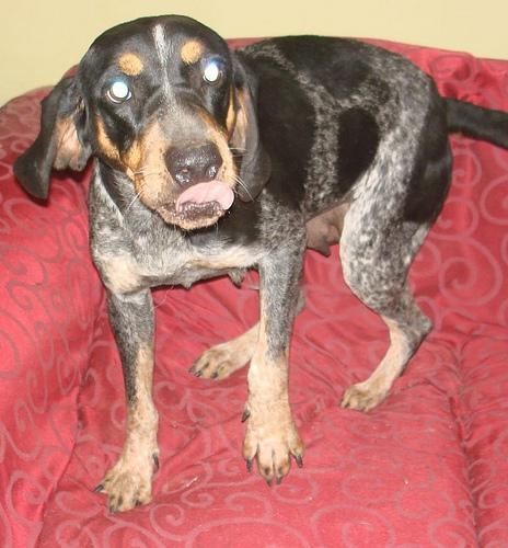 https://images.dog.ceo/breeds/bluetick/n02088632_874.jpg