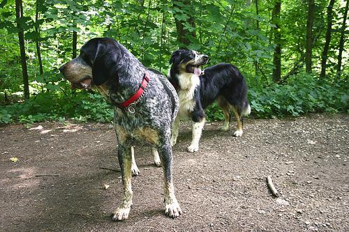 https://images.dog.ceo/breeds/bluetick/n02088632_916.jpg