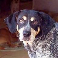 https://images.dog.ceo/breeds/bluetick/n02088632_924.jpg