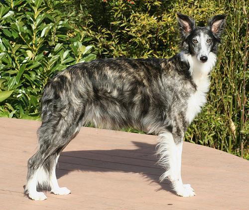 https://images.dog.ceo/breeds/borzoi/n02090622_10281.jpg