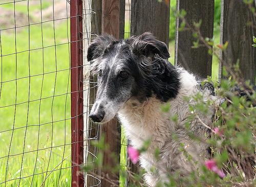 https://images.dog.ceo/breeds/borzoi/n02090622_10302.jpg