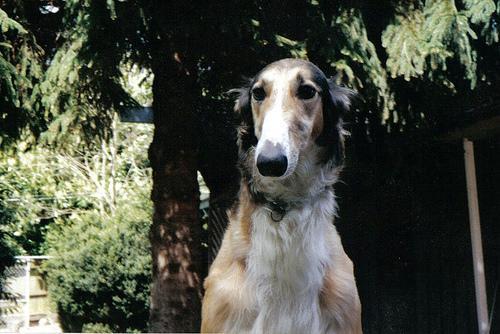 https://images.dog.ceo/breeds/borzoi/n02090622_10343.jpg