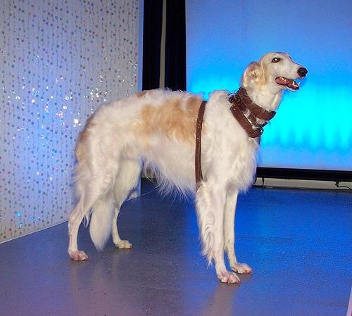 https://images.dog.ceo/breeds/borzoi/n02090622_10492.jpg