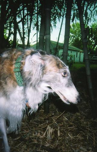 https://images.dog.ceo/breeds/borzoi/n02090622_1082.jpg