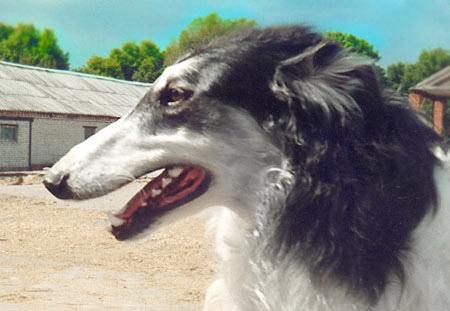 https://images.dog.ceo/breeds/borzoi/n02090622_1086.jpg