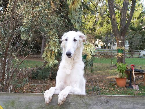 https://images.dog.ceo/breeds/borzoi/n02090622_1253.jpg