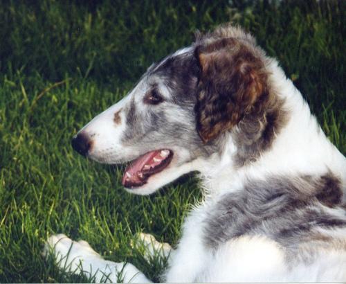 https://images.dog.ceo/breeds/borzoi/n02090622_1726.jpg