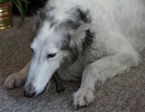 https://images.dog.ceo/breeds/borzoi/n02090622_1786.jpg