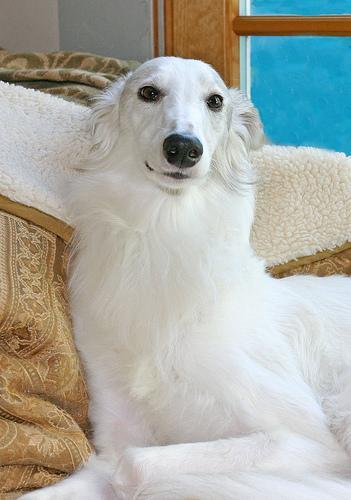 https://images.dog.ceo/breeds/borzoi/n02090622_2518.jpg