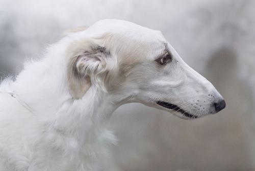 https://images.dog.ceo/breeds/borzoi/n02090622_2688.jpg