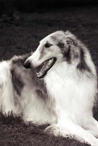 https://images.dog.ceo/breeds/borzoi/n02090622_3156.jpg