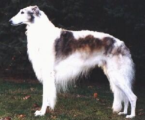 https://images.dog.ceo/breeds/borzoi/n02090622_3210.jpg