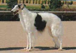 https://images.dog.ceo/breeds/borzoi/n02090622_3300.jpg