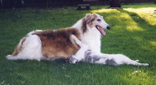 https://images.dog.ceo/breeds/borzoi/n02090622_3615.jpg