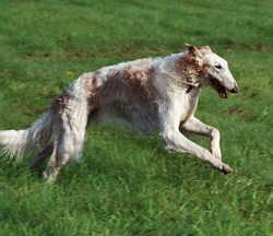 https://images.dog.ceo/breeds/borzoi/n02090622_3763.jpg