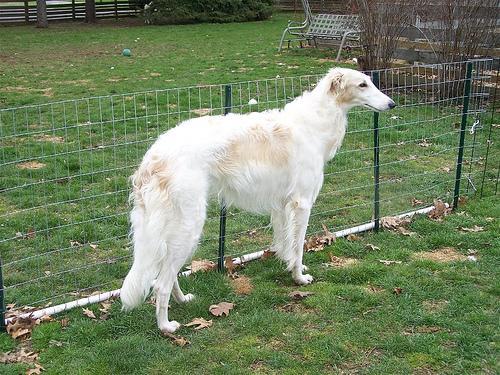 https://images.dog.ceo/breeds/borzoi/n02090622_3958.jpg