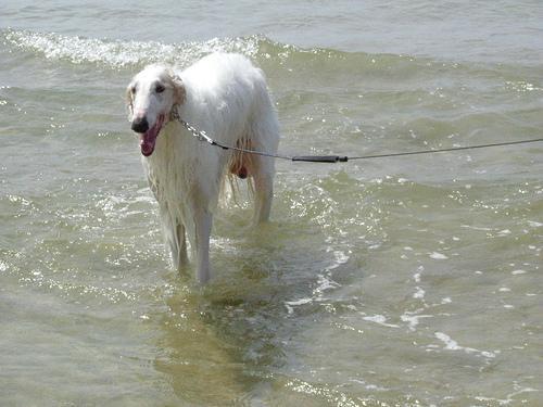 https://images.dog.ceo/breeds/borzoi/n02090622_4038.jpg